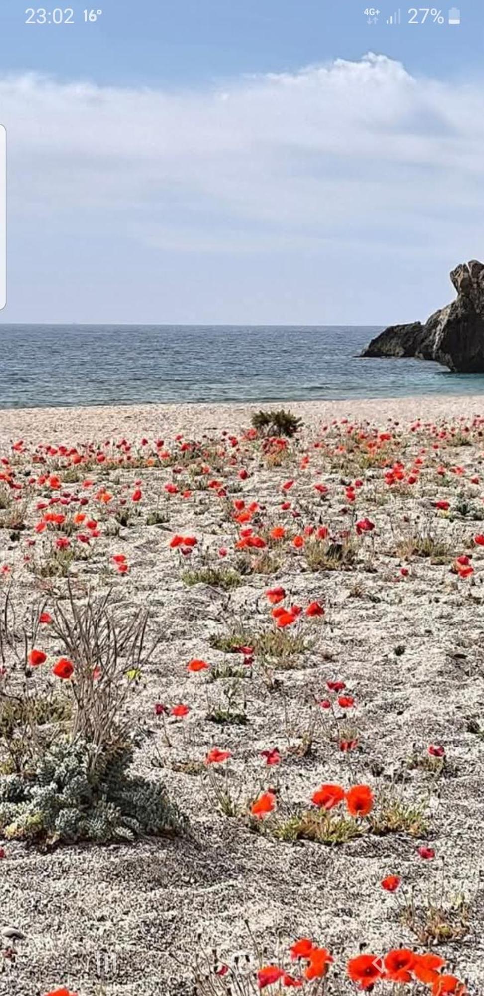 The Poppies Guest House - 100M Ocean - Private Spaces Candelaria Exterior foto